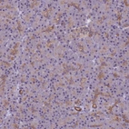 Anti-VWA3A Antibody