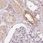 Immunohistochemical staining of human kidney using Anti-TREH antibody HPA042045.