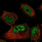 Immunofluorescent staining of human cell line U-251 MG shows localization to nucleoplasm.