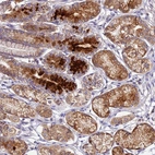 Anti-OCEL1 Antibody