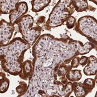 Anti-CARD8 Antibody