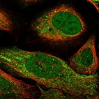 Immunofluorescent staining of human cell line U-2 OS shows localization to nucleoplasm & cytosol.