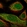 Anti-CARD8 Antibody