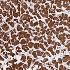 Anti-FBXW9 Antibody