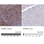 Anti-APOBR Antibody