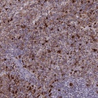 Immunohistochemical staining of human spleen shows high expression.