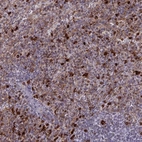 Immunohistochemical staining of human spleen shows high expression.