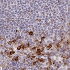 Immunohistochemical staining of human lymph node using Anti-APOBR antibody HPA042093.