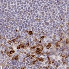 Immunohistochemical staining of human lymph node using Anti-APOBR antibody HPA042093.