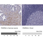 Anti-PDZRN4 Antibody