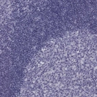 Immunohistochemical staining of human tonsil shows low expression as expected.