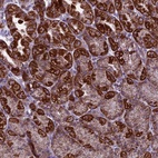 Anti-MRPS34 Antibody