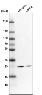 Western blot analysis in mouse cell line NIH-3T3 and rat cell line NBT-II.