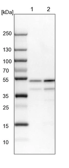 Lane 1: NIH-3T3 cell lysate (Mouse embryonic fibroblast cells)_br/_Lane 2: NBT-II cell lysate (Rat Wistar bladder tumour cells)