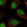 Anti-RSBN1 Antibody