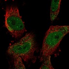 Immunofluorescent staining of human cell line U-251 MG shows localization to nucleoplasm, nuclear bodies & cytosol.