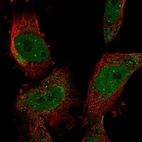 Immunofluorescent staining of human cell line U-251 MG shows localization to nucleoplasm, nuclear bodies & cytosol.