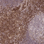 Anti-STAT5A Antibody