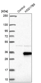 Western blot analysis in control (vector only transfected HEK293T lysate) and HSD17B8 over-expression lysate (Co-expressed with a C-terminal myc-DDK tag (~3.1 kDa) in mammalian HEK293T cells, LY415425).