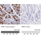 Anti-PRR4 Antibody