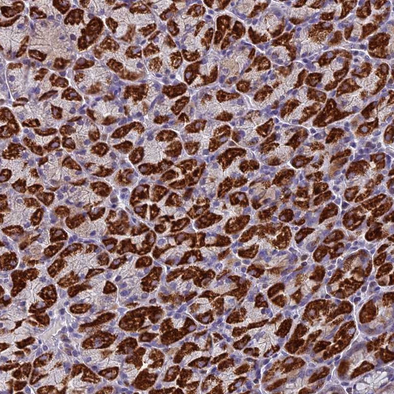 Anti-ZNF563 Antibody