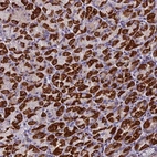 Anti-ZNF563 Antibody