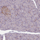 Immunohistochemical staining of human pancreas shows moderate membranous/cytoplasmic positivity in endocrine glandular cells.
