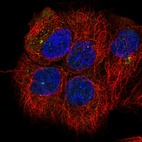 Immunofluorescent staining of human cell line A-431 shows localization to centrosome.
