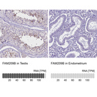 Anti-FAM209B Antibody