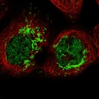 Immunofluorescent staining of human cell line A-431 shows localization to nucleoplasm & mitochondria.