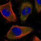 Immunofluorescent staining of human cell line U-251 MG shows localization to cytosol & centrosome.