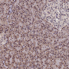Anti-REXO1 Antibody