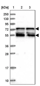 Lane 1: Marker [kDa] 250, 130, 95, 72, 55, 36, 28, 17, 10_br/_Lane 2: Human cell line RT-4_br/_Lane 3: Human cell line U-251MG sp
