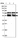 Anti-IRF2BP1 Antibody