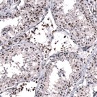 Immunohistochemical staining of human testis shows strong nucleus positivity in endothelial cells, leydig cells and moderate nucleus positivity in cells in seminiferous cells.