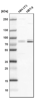 Western blot analysis in mouse cell line NIH-3T3 and rat cell line NBT-II.