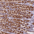 Anti-COMTD1 Antibody