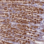 Anti-COMTD1 Antibody