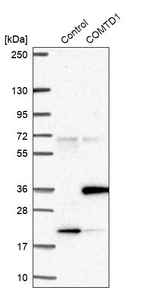 Western blot analysis in control (vector only transfected HEK293T lysate) and COMTD1 over-expression lysate (Co-expressed with a C-terminal myc-DDK tag (~3.1 kDa) in mammalian HEK293T cells, LY408263).