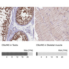 Anti-C9orf40 Antibody