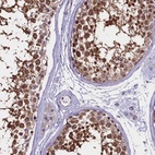 Immunohistochemical staining of human testis shows high expression.