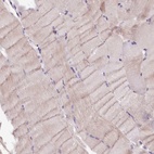 Immunohistochemical staining of human skeletal muscle shows low expression as expected.