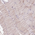 Immunohistochemical staining of human skeletal muscle shows low expression as expected.