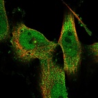 Anti-C9orf40 Antibody