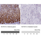 Anti-KCTD14 Antibody