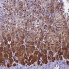 Immunohistochemical staining of human adrenal gland shows high expression.
