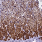 Immunohistochemical staining of human adrenal gland shows high expression.