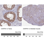 Anti-CIAPIN1 Antibody