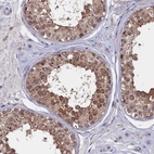 Immunohistochemical staining of human testis shows moderate cytoplasmic positivity in cells in seminiferous ducts.