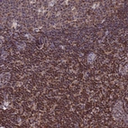 Immunohistochemical staining of human lymph node shows strong cytoplasmic positivity in non-germinal center cells.